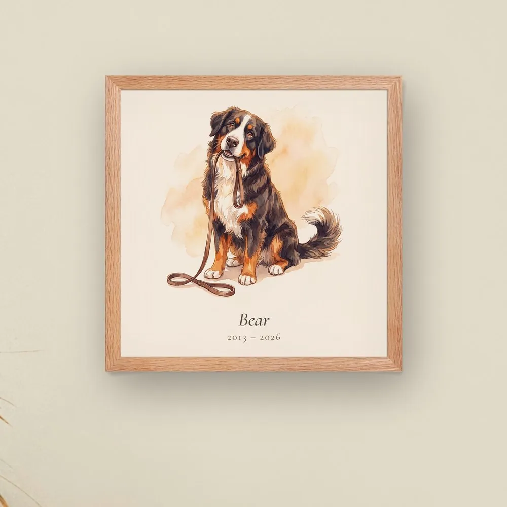 A Bernese mountain dog named Bear, with his years beneath him, in a red oak frame